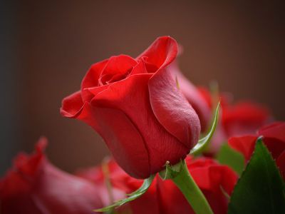 Bild rote Rosen