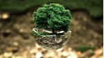 Bild Baum