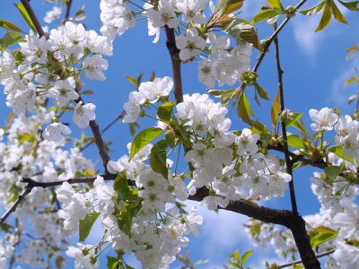 Bild Kirschblüte